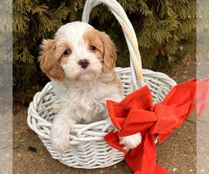 Cavapoo (Miniature) Puppy for sale in MIDDLEBURY, IN, USA