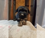 Small Photo #5 YorkiePoo Puppy For Sale in MCMINNVILLE, TN, USA