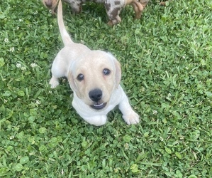 Dachshund Puppy for sale in DENHAM SPRINGS, LA, USA