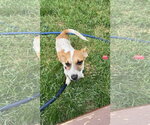 Small #1 Chihuahua Mix