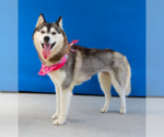 Small #1 Siberian Husky