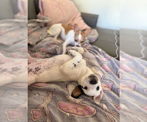 Mutt Dogs for adoption in Davis, CA, USA