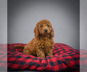 Goldendoodle (Miniature) Puppy for sale in ITASCA, TX, USA