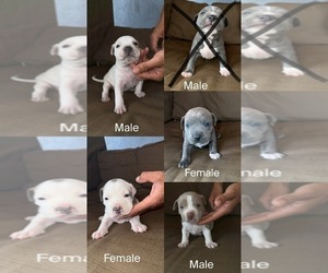 American Pit Bull Terrier Puppy for sale in HEMET, CA, USA