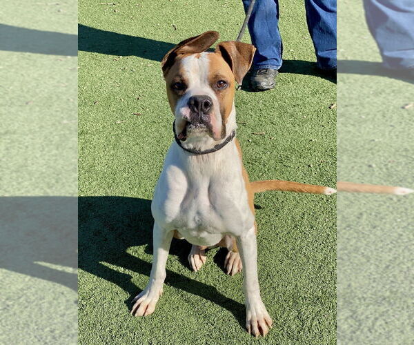 Medium Photo #3 Boxer Puppy For Sale in Austin, TX, USA
