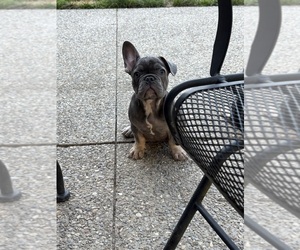 French Bulldog Puppy for sale in MANCHESTER, MI, USA