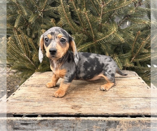 Medium Photo #3 Dachshund Puppy For Sale in MIDDLEBURY, IN, USA