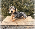 Small #2 Dachshund