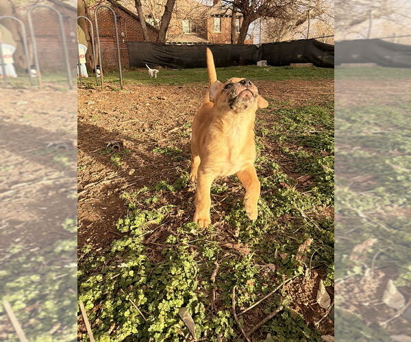 Medium Photo #4 Catahoula Leopard Dog-Unknown Mix Puppy For Sale in OKLAHOMA CITY, OK, USA