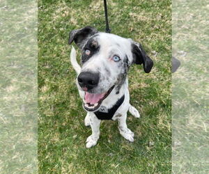 Catahoula Leopard Dog-Unknown Mix Dogs for adoption in Columbus, IN, USA