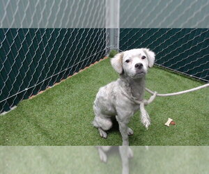 Cocker Spaniel-Unknown Mix Dogs for adoption in Downey, CA, USA