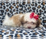Small Photo #15 Poovanese Puppy For Sale in LAKELAND, FL, USA