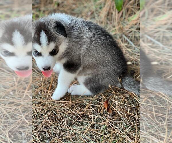 Medium Photo #2 Siberian Husky Puppy For Sale in BROOKSVILLE, FL, USA