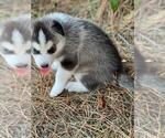 Small Photo #2 Siberian Husky Puppy For Sale in BROOKSVILLE, FL, USA