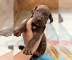 Small Photo #3 Great Dane Puppy For Sale in LANCASTER, CA, USA