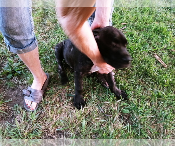 Medium Photo #6 Cane Corso Puppy For Sale in SPRINGFIELD, MO, USA