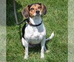 Small #2 Beagle Mix