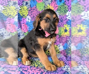 Shepadoodle Puppy for sale in LANCASTER, PA, USA