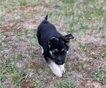 Puppy Fred German Shepherd Dog