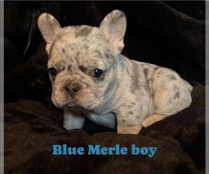 French Bulldog Puppy for sale in SHELBYVILLE, IN, USA