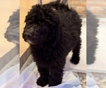 Small #8 Poodle (Standard)