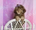 Small #2 Poodle (Miniature)
