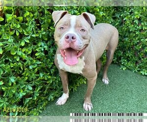 Bullboxer Pit Dogs for adoption in West Palm Beach, FL, USA