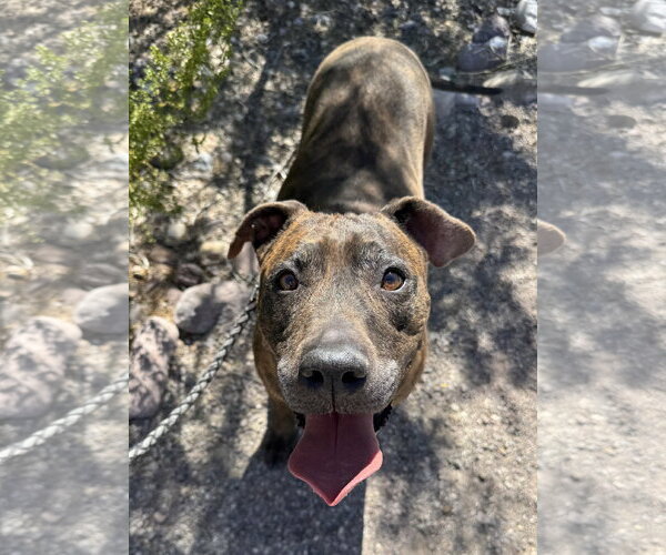 Medium Photo #11 Boxer-Unknown Mix Puppy For Sale in Williamsburg, NM, USA