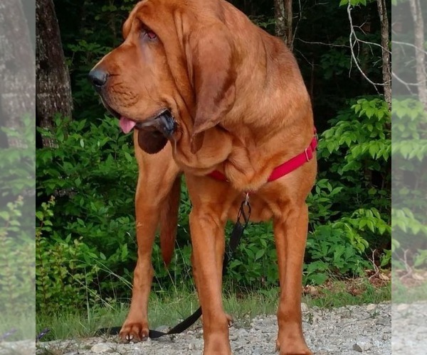 Medium Photo #1 Bloodhound Puppy For Sale in TOCCOA, GA, USA