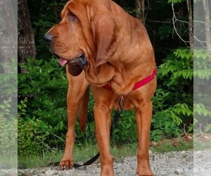 Father of the Bloodhound puppies born on 05/30/2022