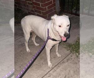 Labrador Retriever-Unknown Mix Dogs for adoption in San Antonio, TX, USA