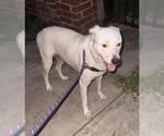 Small Labrador Retriever Mix