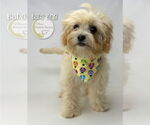 Small #1 Poodle (Miniature) Mix