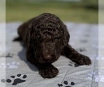 Small Photo #24 Goldendoodle Puppy For Sale in HOWARD CITY, MI, USA