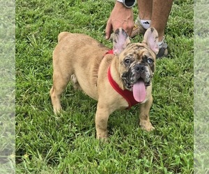 French Bulldog Puppy for sale in NORTH PORT, FL, USA