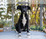 Puppy Destiny Border Collie-Boxer Mix