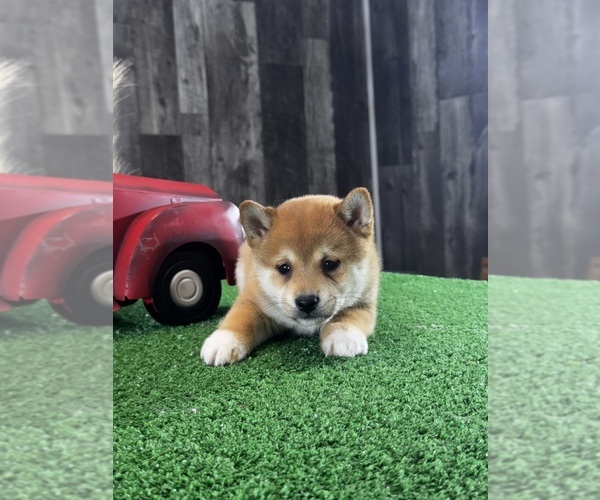 Medium Photo #4 Shiba Inu Puppy For Sale in CANOGA, NY, USA