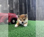 Small #3 Shiba Inu