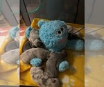 Image preview for Ad Listing. Nickname: Litter of 4