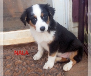 Australian Shepherd Puppy for sale in GLADE HILL, VA, USA