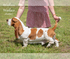 Basset Hound Puppy for sale in CUMMING, GA, USA