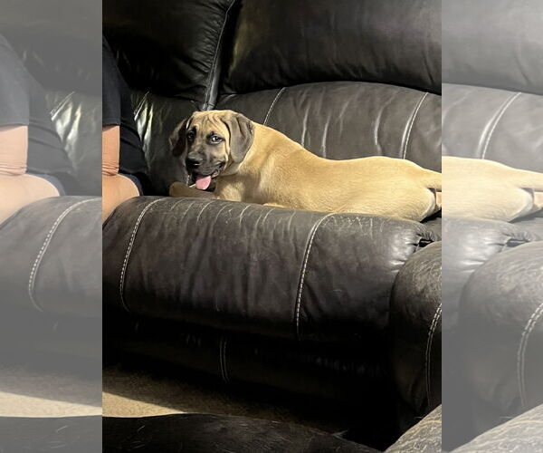 Medium Photo #3 Mastiff Puppy For Sale in Goodyear, AZ, USA