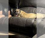 Small #2 Mastiff