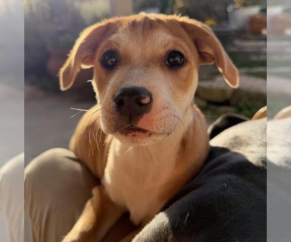 Medium Photo #18 Boxer-Unknown Mix Puppy For Sale in San Diego, CA, USA