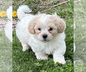 Zuchon Puppy for sale in SILEX, MO, USA