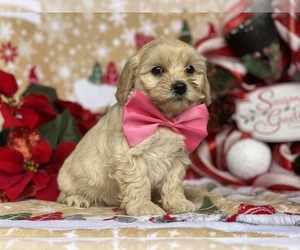 Bichpoo-Cavalier King Charles Spaniel Mix Puppy for sale in LANCASTER, PA, USA