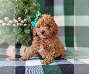 Cavapoo-Poodle (Miniature) Mix Puppy for sale in NEW PROVIDENCE, PA, USA