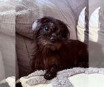 Small #1 Mutt