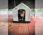Small #2 Boxer Mix