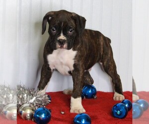 Boxer Puppy for sale in FREDERICKSBURG, OH, USA